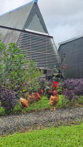a group of chickens standing in the grass at Flora Glamping de Abuela in Fortuna