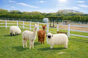 a group of sheep standing in a field next to a fence at Ecoland Hotel in Jeju +123 photos