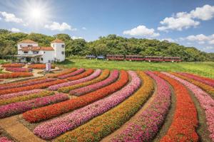 a field of flowers with a train in the background at Ecoland Hotel in Jeju