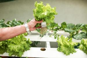 a person is holding lettuce on a fork at Pensee Guesthouse in Da Lat