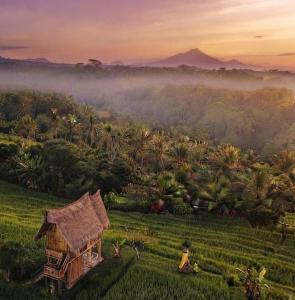 a house in the middle of a field with palm trees at Aska Bamboo House in Tampaksiring