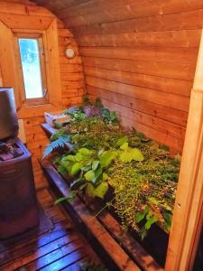 a room with a bunch of plants in a house at Glempings Pasaka un pirts I tent and sauna in Vecumnieki