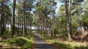 a road in the middle of a forest with trees at Le Carrefour des Landes in Mimizan-Plage