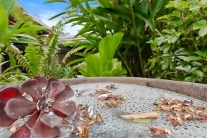 a plant in a bowl with water on it at Green Cottage Trinity Beach Pet friendly BBQ in Trinity Beach