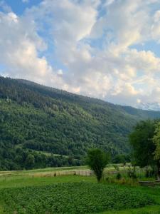 a grassy field with trees on a mountain at Qristi's Guest House in Kashveti