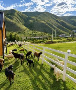 a herd of goats standing in a field next to a fence at Ayu Eco Hotel in Karakol