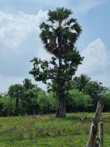 a palm tree in a field next to a fence at Wings Hotel & Hostel in Trincomalee +27 photos