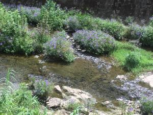 a garden with purple flowers next to a stream at hostel nedoko in Nagasaki
