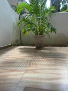 a plant in a pot sitting on a patio at Amazing home stays 3 in Dar es Salaam