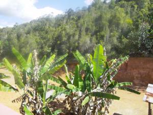 a bunch of banana trees in front of a forest at Dimi HOUSE in Andasibe
