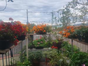 a greenhouse filled with lots of plants and flowers at Hotel Central in Arroio do Meio