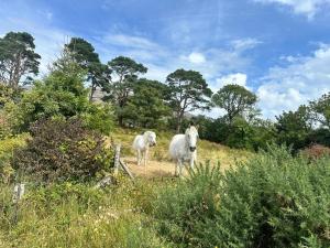 two white horses standing on a hill in a field at Rainbow Cottage Glenmore in Dundalk