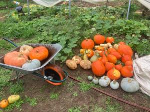 a bunch of pumpkins and other vegetables on the ground at le Refuge de Pia in Piégut-Pluviers +1 photo