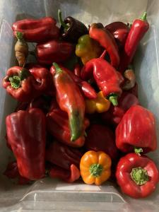 a box filled with lots of peppers and tomatoes at le Refuge de Pia in Piégut-Pluviers