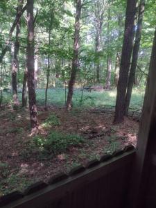 a window view of a forest with trees and grass at Thunder Ridge Cabins B&B - Wolf Den in Rockbridge