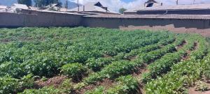 a field of crops in front of a wall at STALBEK Guest House in Kochkorka