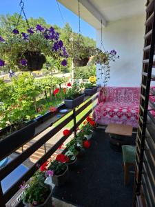 Gallery image of Guesthouse Doni in Guča