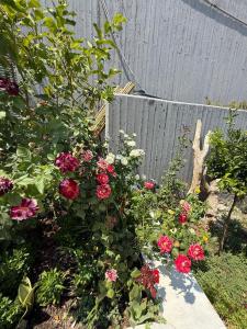 a garden with red roses and a fence at Villa Metaxa Barbati Beach Corfu in Barbati +60 photos