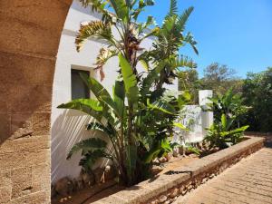 a row of plants in front of a building at Masseria SoleMare Gallipoli in Pizzo