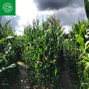 a field of corn with at Auszeit auf Rügen in Nardevitz +19 photos