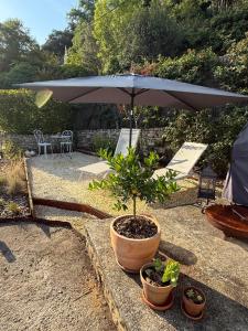a plant in a pot under an umbrella at Le Coin Tranquille in La Roque-Gageac