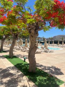 two trees with red flowers in front of a pool at Cura Marina 2 in Playa del Cura
