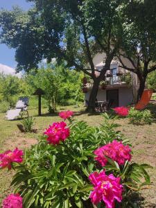 a house with pink flowers in the yard at Oaza Slankamen in Slankamenački Vinogradi