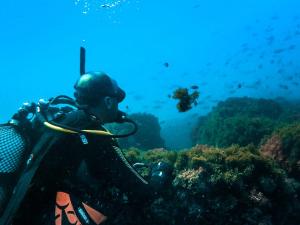 a scuba diver in the ocean looking at the reef at Chambre d'hôte plage Dalia in Dalia