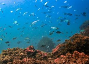 a school of fish swimming over a coral reef at Chambre d'hôte plage Dalia in Dalia +3 photos