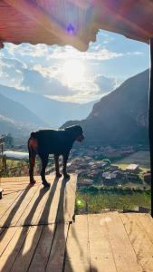 a dog standing on the edge of a roof at Wolf Totem Steam Punk Guesthouse in Pisac
