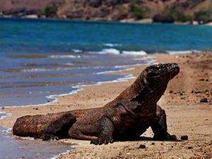 a lizard sitting on a beach near the water at Azmy Adventure in Pawenang