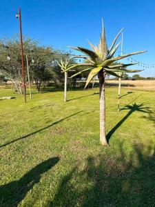 two palm trees in a grassy field at Caysa Villa in Gaborone +5 photos