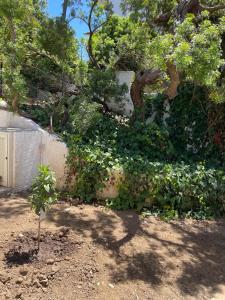a garden with a statue of a tree at Villino Sicaru' in Simius
