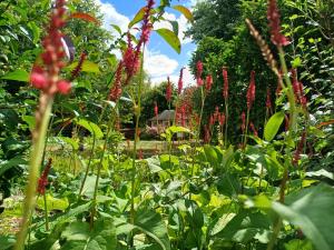 a garden with red flowers and green plants at Maison de caractère au calme en pleine campagne in Rollancourt +6 photos