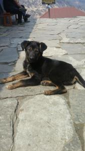 a black dog laying on a stone ground at Cozy Nest in Blagnac