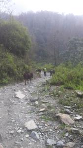 a group of animals walking down a dirt road at Cozy Nest in Blagnac