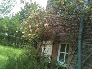 ein Gebäude, an dessen Seite Rosen wachsen in der Unterkunft Les Douitils in Saint-Sauveur-la-Pommeraye