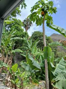 a palm tree in a field of bananas at Refúgio NO Stress in Paul
