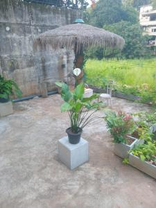 a patio with a umbrella and a potted plant at LUMBINI B&b in Kandy +7 photos