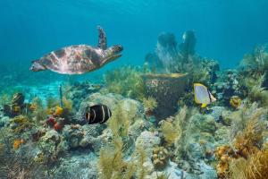 a turtle and fish on a coral reef at Studio Colibri vue mer in Quartier Morne Acajou +24 photos