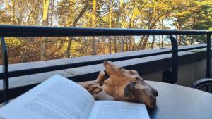 a stuffed animal sitting on a table with a book at Sonnensegler - Bade- & Saunawelt täglich inklusive in Baabe