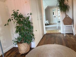 a room with two potted plants and a hallway at Glemminge Bed & Bastu in Glemminge