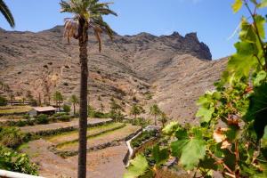 a palm tree in front of a mountain at Casa Argelio in Alojera