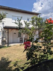 a red rose in front of a house at Apartmani Andrej in Udbina