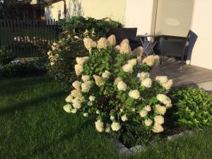 a bush of white flowers in a yard at Ferienwohnung "Auszeit" in Dobra +2 photos