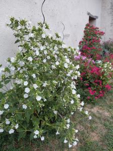 a bush of white flowers next to a building at Chambre sous les toits in Baule