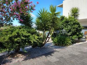 a group of trees and plants in front of a building at Single House in Vila Real