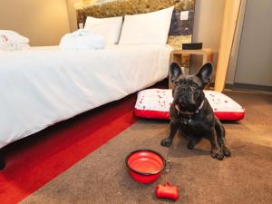a small black dog sitting on the floor next to a bed at Ibis Milano Centro in Milan