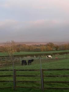 a group of cows grazing in a field at Batty lodge in Cockerham