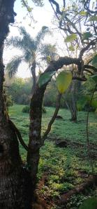 a tree with a branch next to a field with palm trees at Cabaña Familiar con arroyo sobre Ruta 12 II in Santa Ana